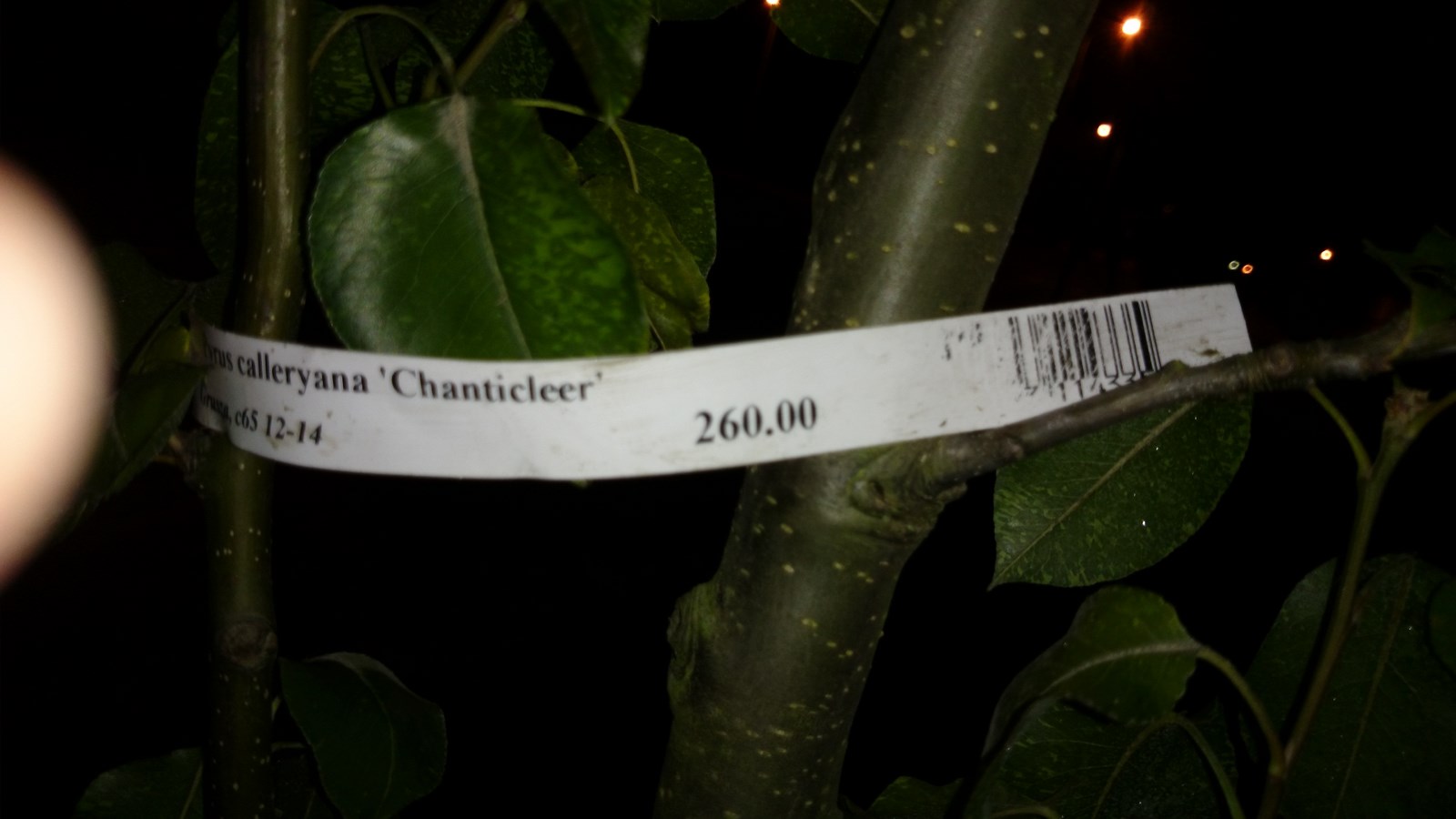 drzewa (Kopiowanie).JPG