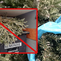 aktualnosci-Poświąteczna zbiórka choinek w Gminie Siechnice