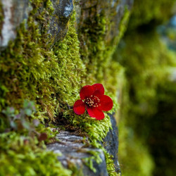 aktualnosci-Stwórz własną dekorację z mchu. Warsztaty wielkanocne w Iwinach