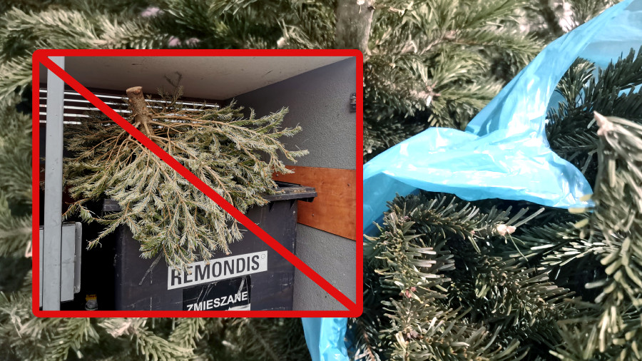 Siechnice: Poświąteczna zbiórka choinek w Gminie Siechnice