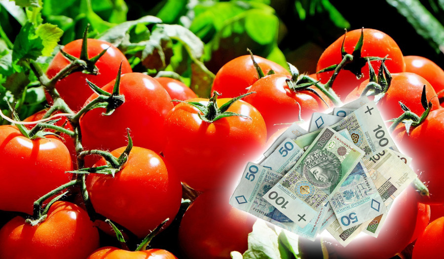 Siechnice: Pomidory za miliony