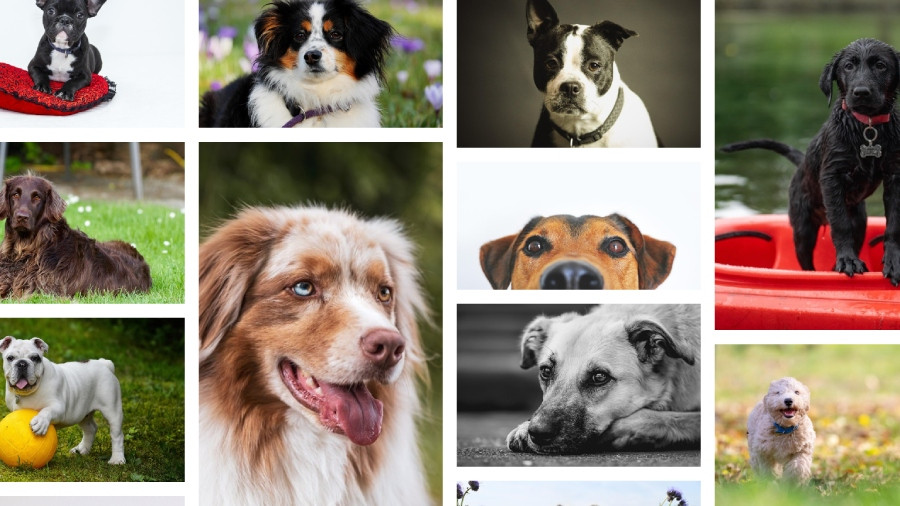 Siechnice: Dogoterapia z pokazem frisbee