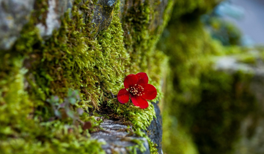 Siechnice: Stwórz własną dekorację z mchu. Warsztaty wielkanocne w Iwinach